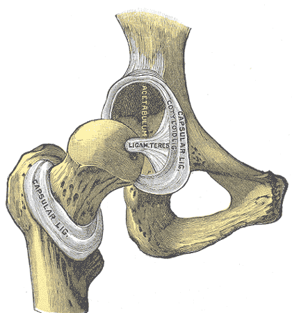 Capsular Ligament