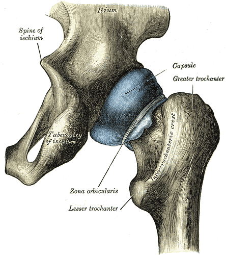 neck capsule